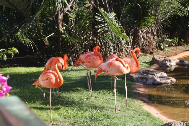 These flamingos at the zoo looked like they were enjoying Hawaii too.