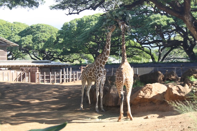 And the giraffes too.