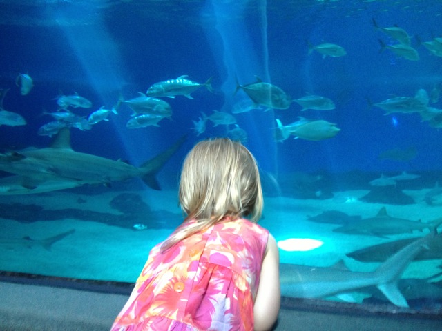 Ellie was way excited to go in and see the sharks. Future shark diver perhaps?