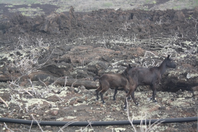 Some feral goats walking in the old lava field – Brian wanted to adopt them.