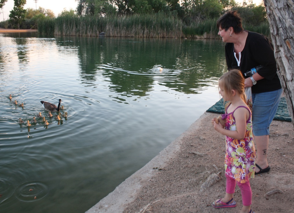 Feeding the geese and goslings at the park. 