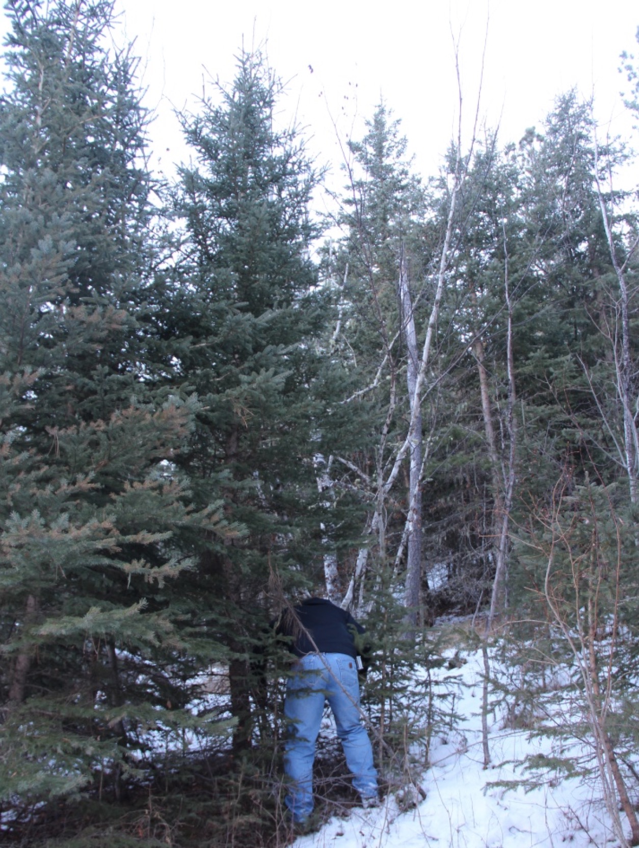 Ellie picked this giant of a tree.