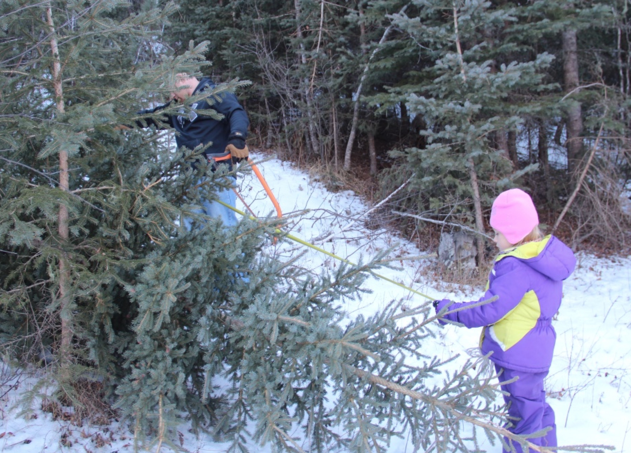 Measured the best 9 feet of the tree.