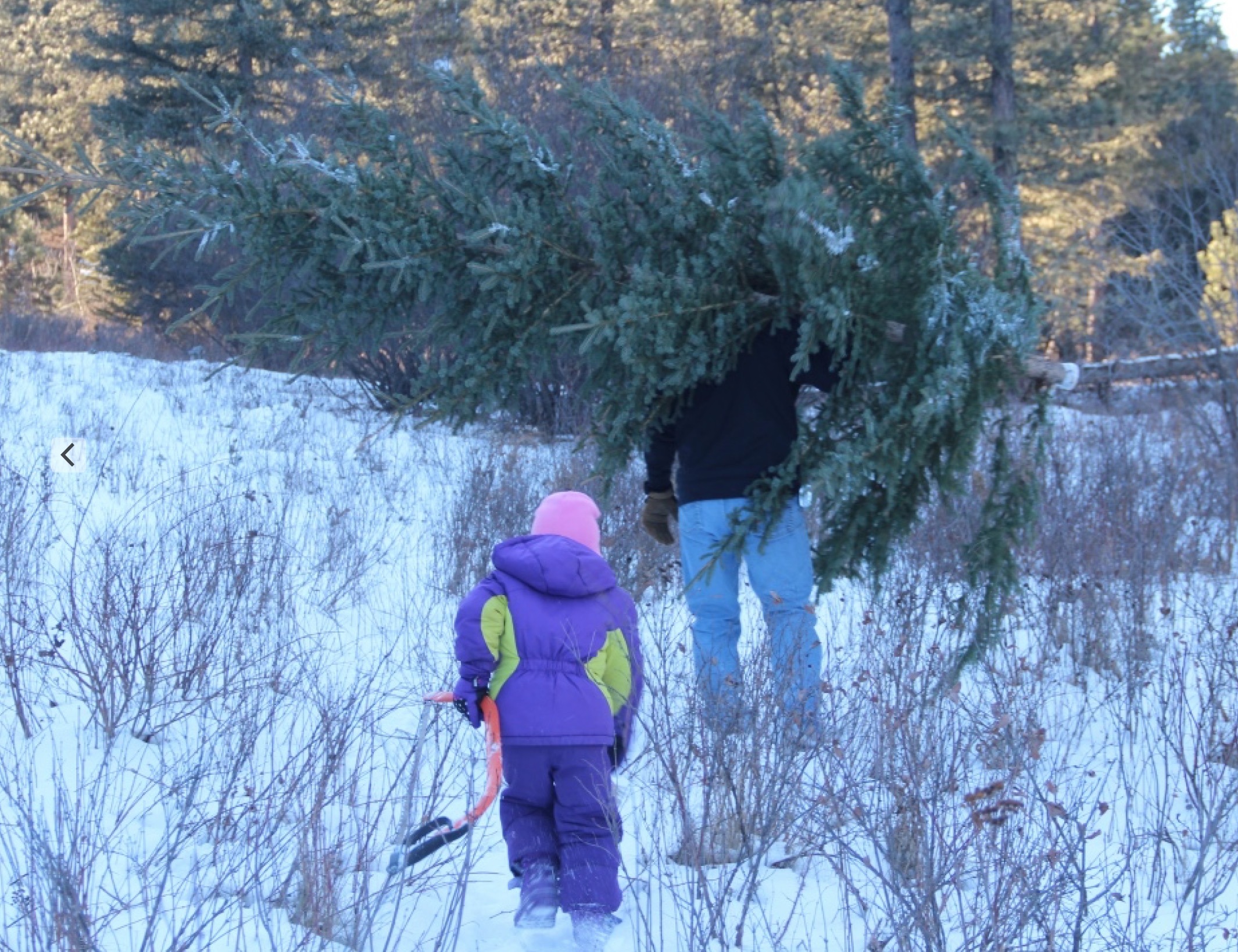 Hauling the tree out.