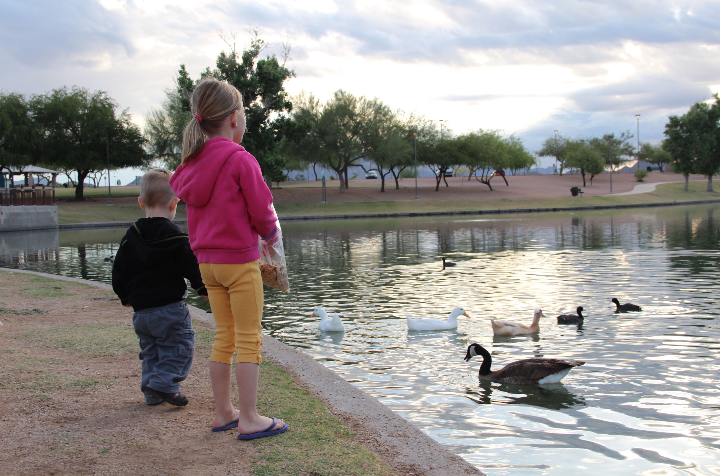 We always make sure the duck and geese get a full belly when we are there.