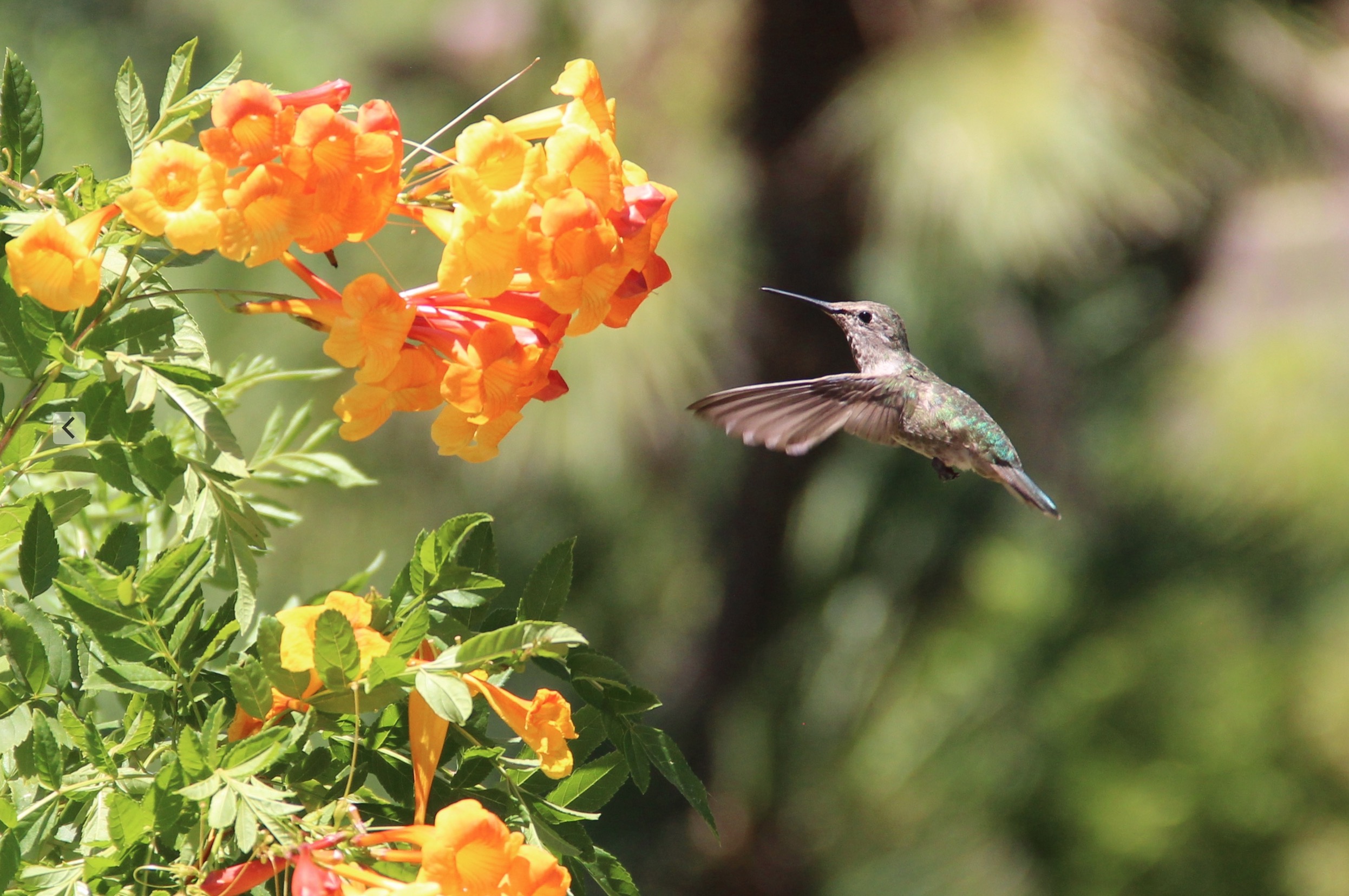 And look what we saw! So hard to catch a good picture of them.